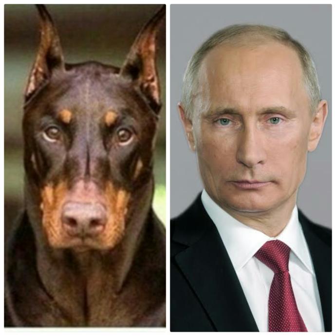 Bu Köpek Çok Yakışıklı: Doberman Asaletinde Olan Bu Köpeğe Gel Kuçu Kuçu Denir mi? Sorusuna Verilmiş En Komik Cevaplar
