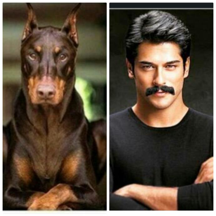 Bu Köpek Çok Yakışıklı: Doberman Asaletinde Olan Bu Köpeğe Gel Kuçu Kuçu Denir mi? Sorusuna Verilmiş En Komik Cevaplar