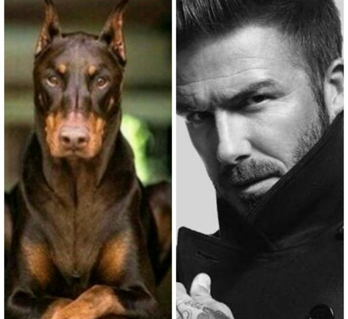Bu Köpek Çok Yakışıklı: Doberman Asaletinde Olan Bu Köpeğe Gel Kuçu Kuçu Denir mi? Sorusuna Verilmiş En Komik Cevaplar