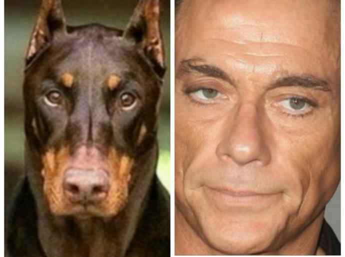 Bu Köpek Çok Yakışıklı: Doberman Asaletinde Olan Bu Köpeğe Gel Kuçu Kuçu Denir mi? Sorusuna Verilmiş En Komik Cevaplar
