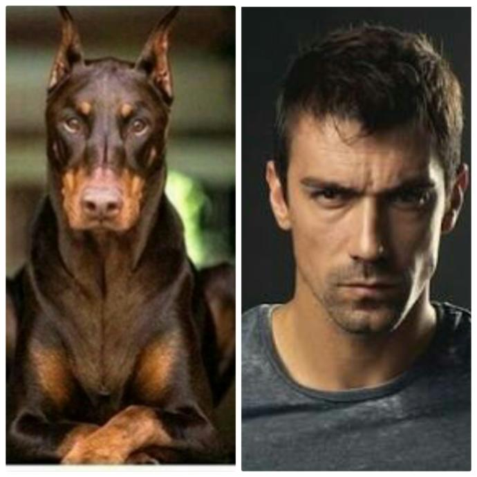 Bu Köpek Çok Yakışıklı: Doberman Asaletinde Olan Bu Köpeğe Gel Kuçu Kuçu Denir mi? Sorusuna Verilmiş En Komik Cevaplar