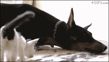 Bu Köpek Çok 'Yakışıklı': Doberman Asaletinde Olan Bu Köpeğe 'Gel Kuçu Kuçu Denir mi?' Sorusuna Verilmiş En Komik Cevaplar