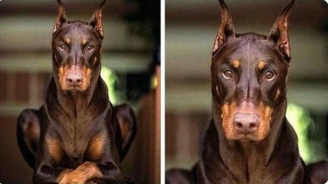 Bu Köpek Çok 'Yakışıklı': Doberman Asaletinde Olan Bu Köpeğe 'Gel Kuçu Kuçu Denir mi?' Sorusuna Verilmiş En Komik Cevaplar