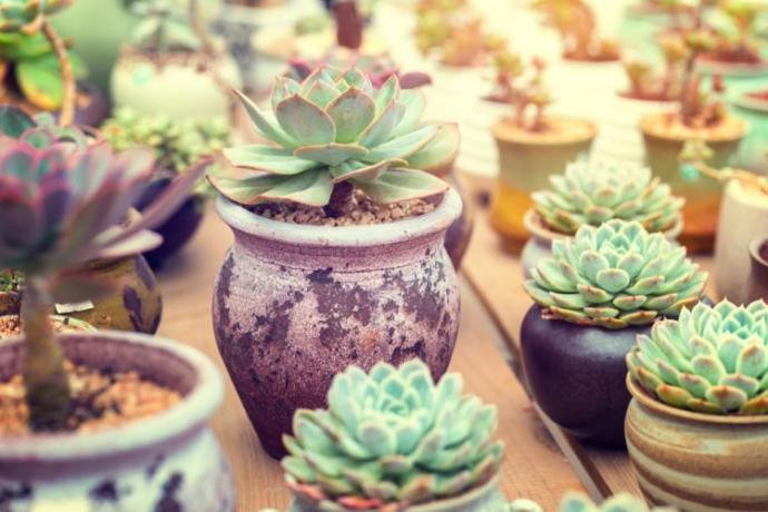 Sukulent (Succulent) Nasıl Yetiştirilir, Çoğaltılır?