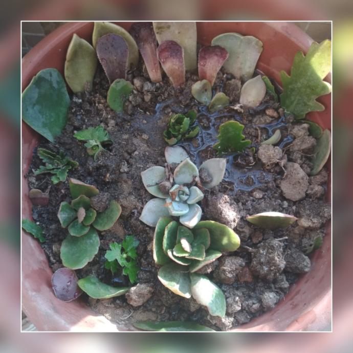 Sukulent (Succulent) Nasıl Yetiştirilir, Çoğaltılır?