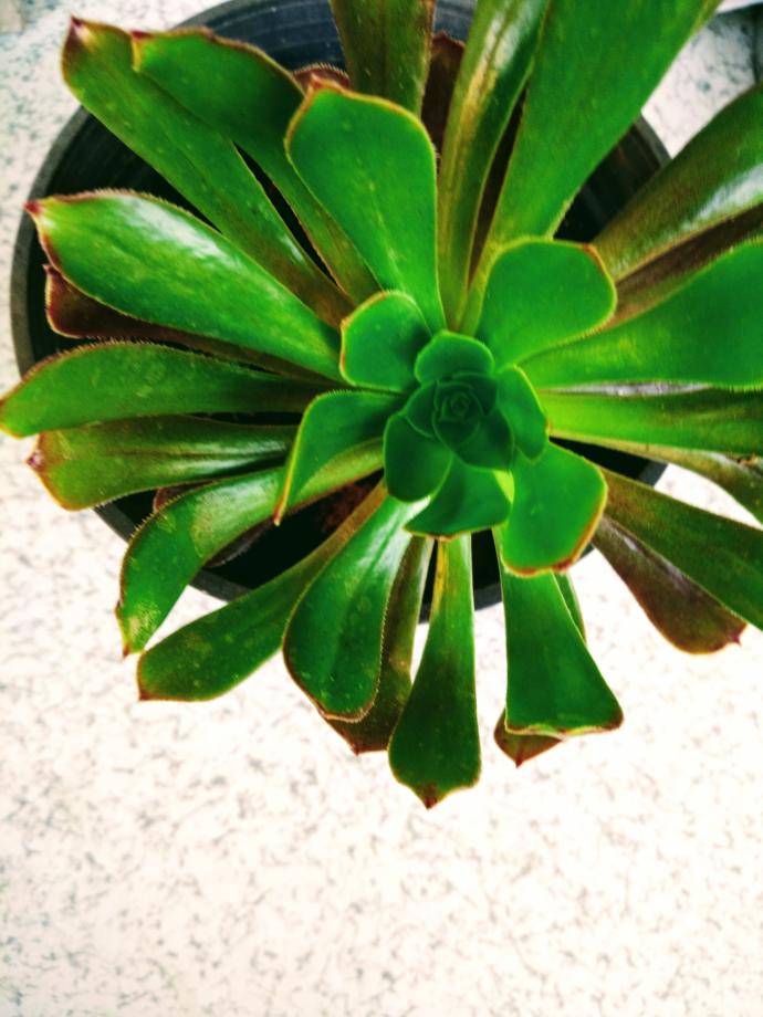 Sukulent (Succulent) Nasıl Yetiştirilir, Çoğaltılır?