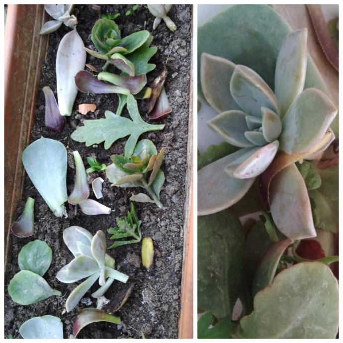 Sukulent (Succulent) Nasıl Yetiştirilir, Çoğaltılır?