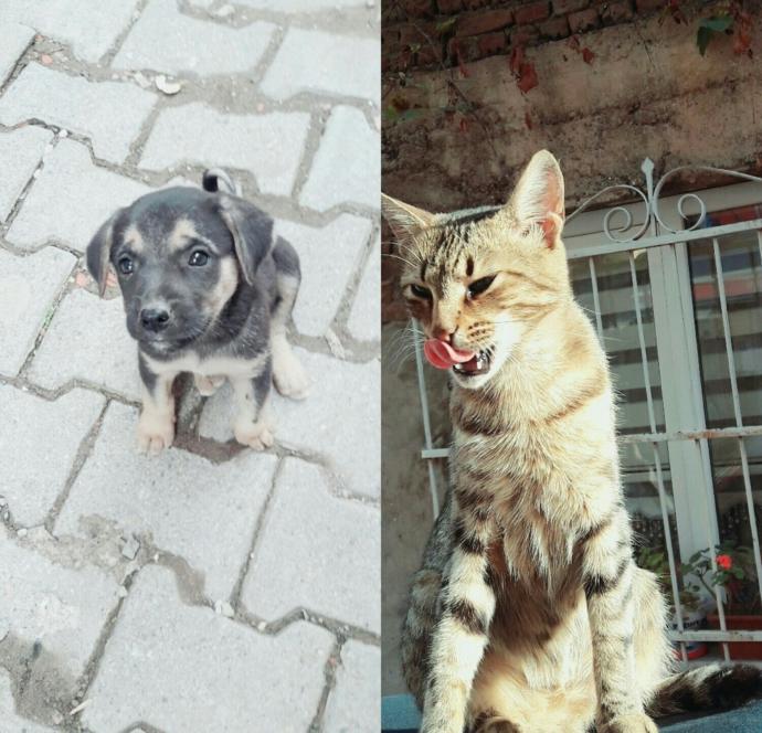 Hayvanları seviyorum... <3