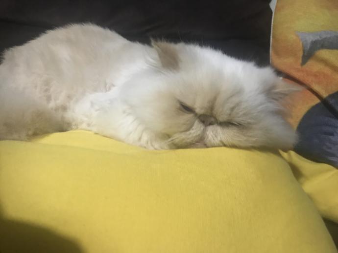 Dünyanın En Tembel ve En Mutlu Kedisi Shironeko!