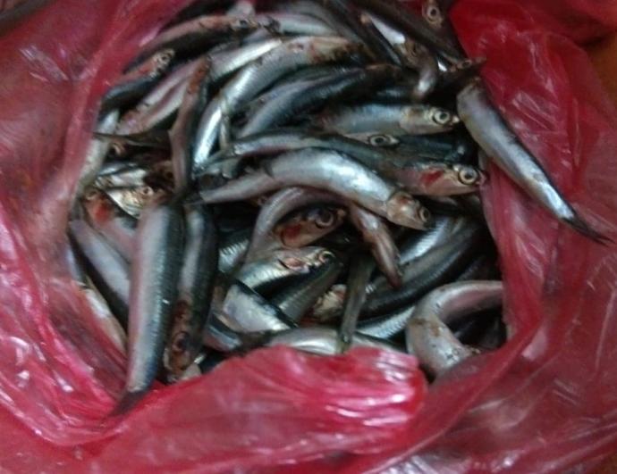 Kendi Yağında Pişen Fırında Balık Buğulama Tarifi