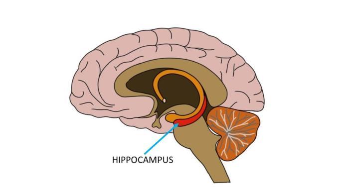 Hipokampus, beynin medial temporal lobunda yer alan, hafıza ve yön bulmada önemli rolü olan bölge.