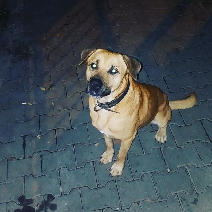 KizlarSoruyor ve Hacı Şerif El Ele: Patili Barınaklara Mama Bağışı Yapıyoruz, Bu Güne Şahitlik Etmek İster misin KScan?
