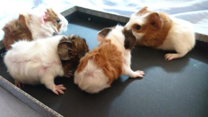 Modern Zamanın Evcil Hayvanı Guinea Pig