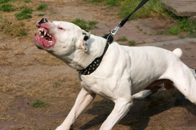 Pitbull Cinsi Köpekler İnsanlara Saldırmasıyla Tanınıyor