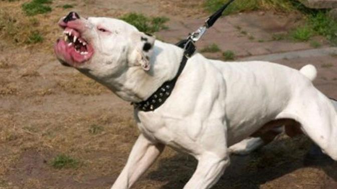 Pitbull Saldırıları Bitmiyor! Bu Sefer Kurban Bir Çocuk!