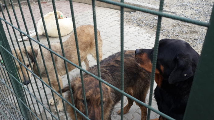 KizlarSoruyor Ailesi ve Hacı Şerif Buluştu, Patili Dostlarımıza Sevgi Dağıttı!