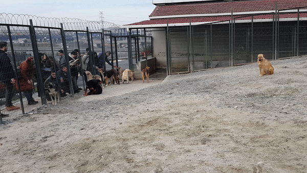 KizlarSoruyor Ailesi ve Hacı Şerif Buluştu, Patili Dostlarımıza Sevgi Dağıttı!