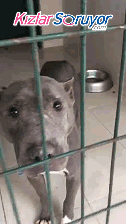 Pitbull <3