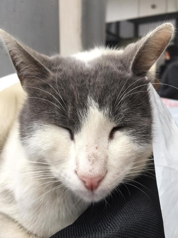 Poşete giren kedi <3