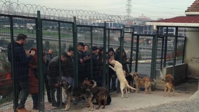 KizlarSoruyor Ve Hacı Şerif Sevgi Artı Mama Dağıtıyor!