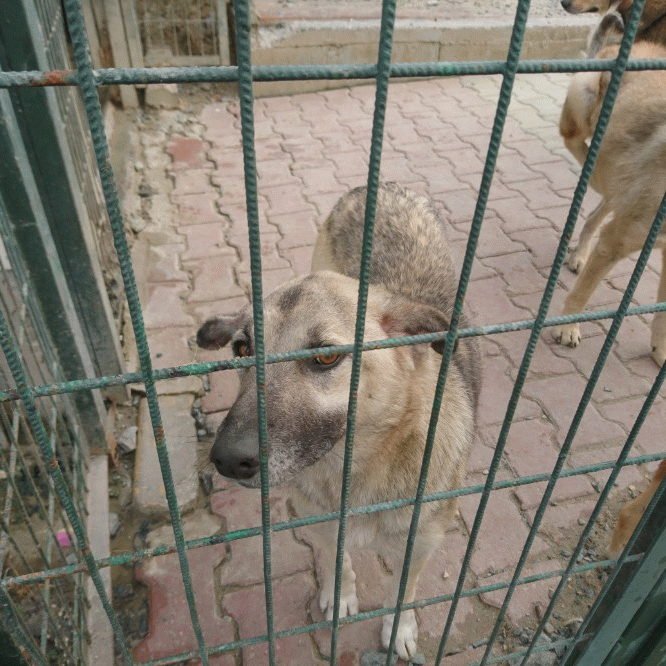 Barınaklardaki patili dostlarımız