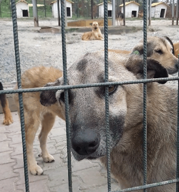 KizlarSoruyor ve HacıŞerif'in Barınak Ziyareti ile Patili ...