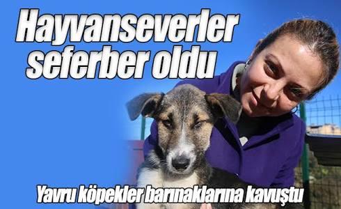 Hayvanların Uğradığı Vahşete Sessiz Kalmamak İçin