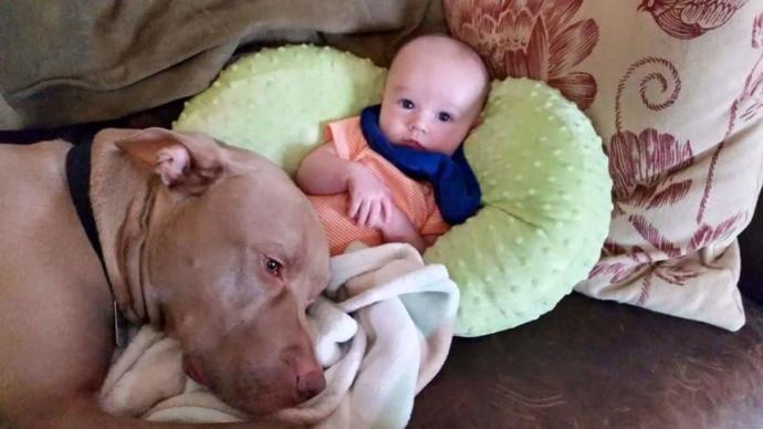 Köpeğini Terk Eden Adam Kameralara Yakalandı!