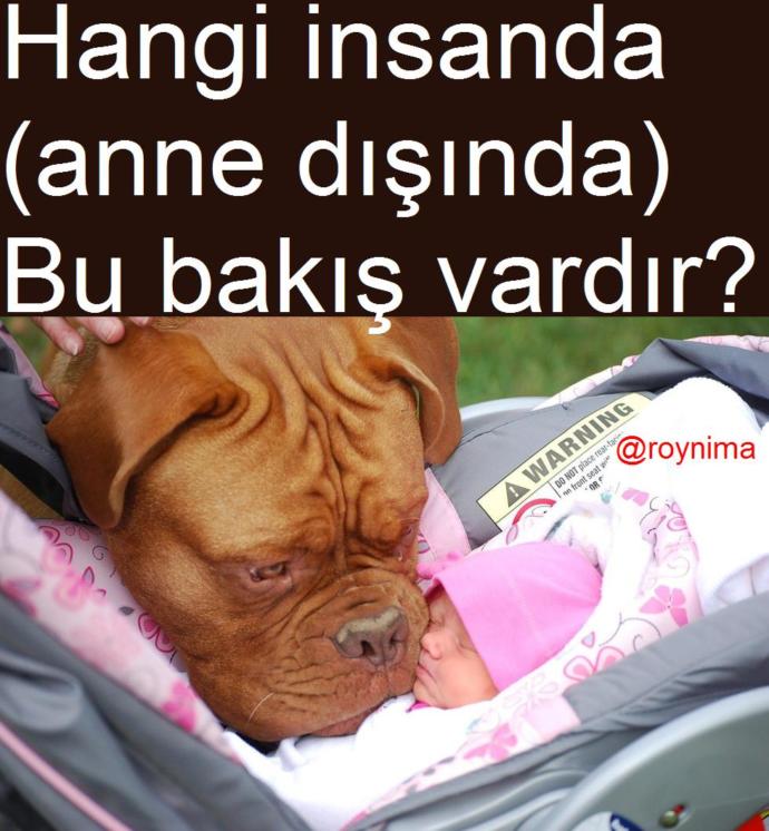 Köpeğini Terk Eden Adam Kameralara Yakalandı!