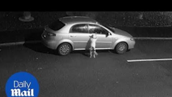 Köpeğini Terk Eden Adam Kameralara Yakalandı!