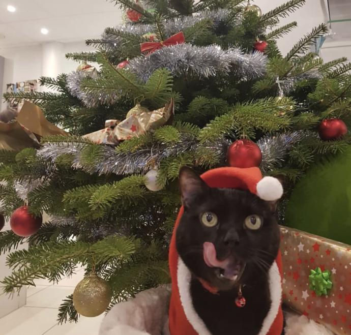 Bu Hayvanlar Yeni Yıl İçin Bizden Daha Heyecanlı!
