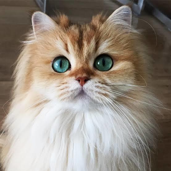 @smoothiethecat 1.600.000 takipçi