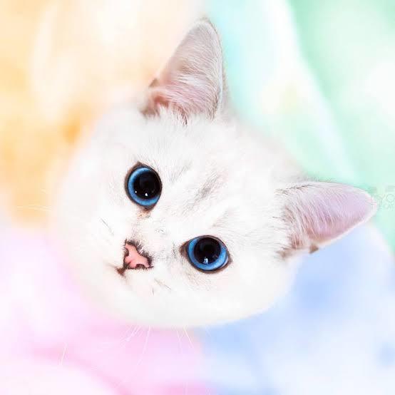 @lyo.thecat 52.600 takipçi