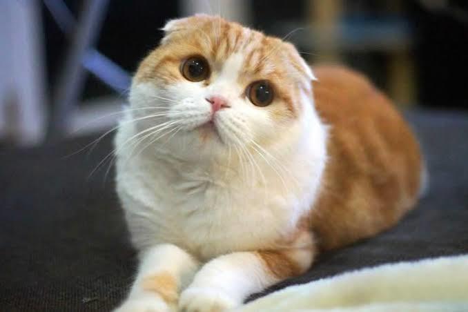 @waffles_the_cat 697.000 takipçi