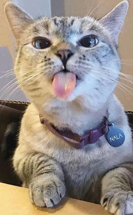 @nala_cat 3.800.000 takipçi