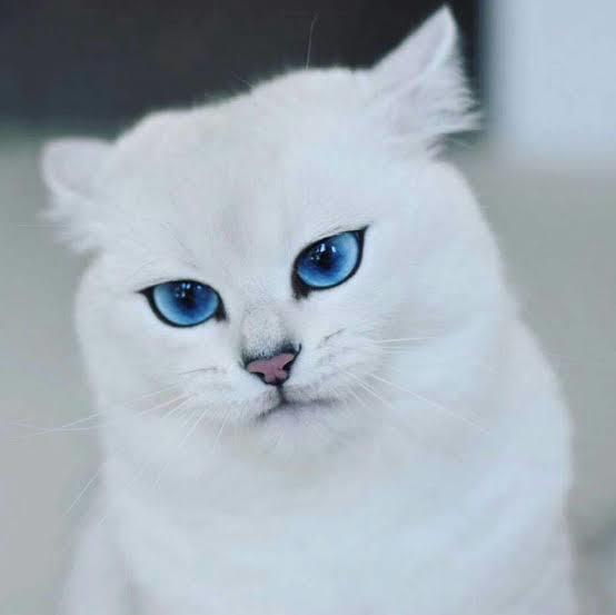 @cobythecat 1.400.000 takipçi