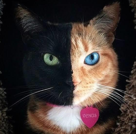 @venustwofacecat 1.600.000 takipçi