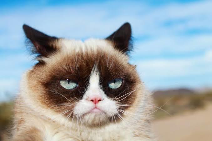 @realgrumpycat 2.400.000 takipçi