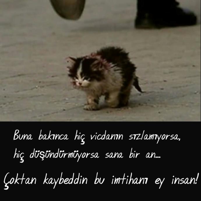 Instagram'ın Güzellikleri Dillere Destan Patili Fenomenleri