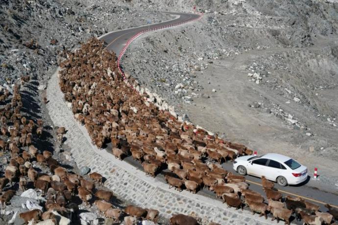 Reuters Haber Ajansı 2018'in En İyi 30 Hayvan Temalı Fotoğrafını Seçti