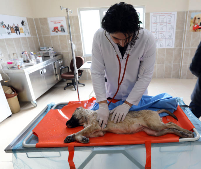 Dalgıç Polis Donmuş Göle Girerek Ölmek Üzere Olan Köpeği Kurtardı