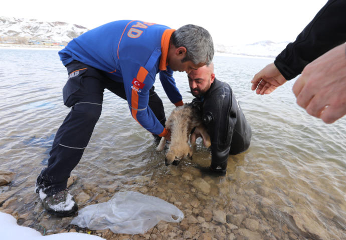 Dalgıç Polis Donmuş Göle Girerek Ölmek Üzere Olan Köpeği Kurtardı
