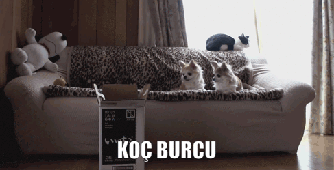 Burcuna Göre Çevreni Kıskandıran Özelliklerin Nelerdir?