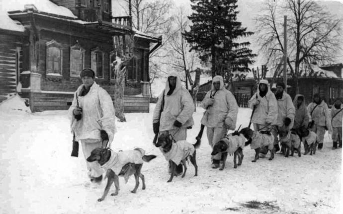 Sovyet Anti-tank köpekleri