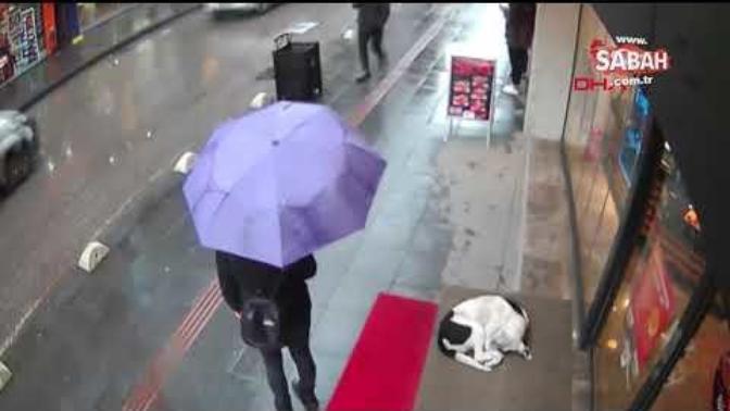 Boynundan Çıkardığı Şalla Sokak Köpeğini Örttü