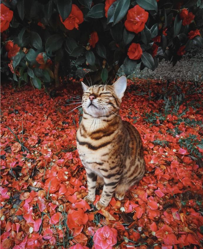 Bakanların Gözlerinden Kalpler Çıkardığı, Seyahat Fotoğrafları İle Kendine Hayran Bırakan Kedi: Suki!