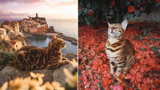 Bakanların Gözlerinden Kalpler Çıkardığı, Seyahat Fotoğrafları İle Kendine Hayran Bırakan Kedi: Suki!