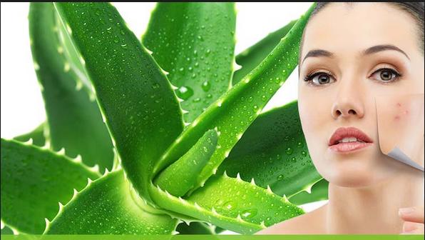 Aloe Veranın Önemli Faydaları Neler?