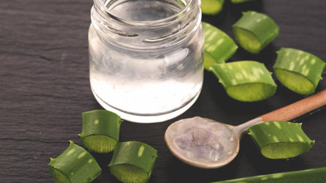 Aloe Veranın Önemli Faydaları Neler?