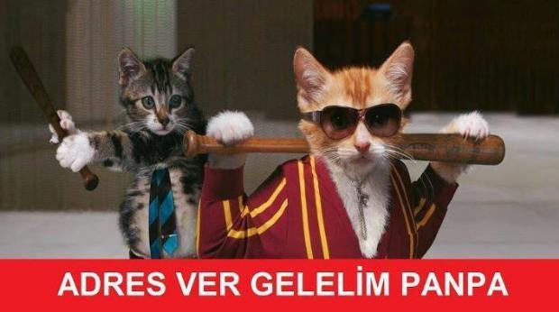 Süper Kahramanların Kediler Olduğunu Hayal Etmeye Hazır mısınız?